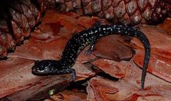 Mississippi Slimy Salamander photo 1