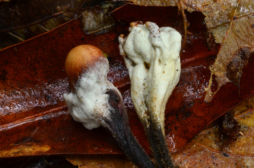 Trichoderma avellaneum