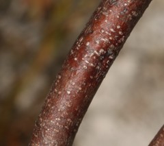Indigofera hannariae