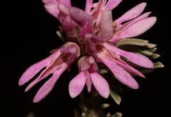 Indigofera hannariae