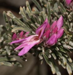 Indigofera hannariae