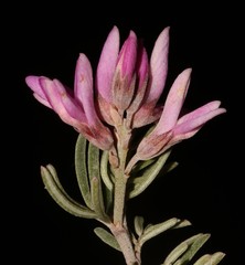 Indigofera hannariae
