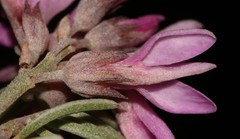 Indigofera hannariae
