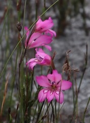 Gladiolus ornatus