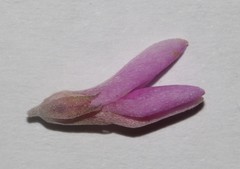 Indigofera hannariae
