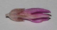 Indigofera hannariae