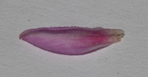Image of Indigofera hannariae by (c) Brian du Preez, some rights reserved (CC BY-SA)