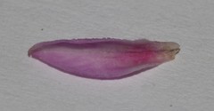 Indigofera hannariae