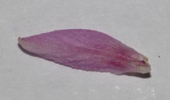 Indigofera hannariae