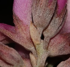 Indigofera hannariae