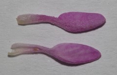 Indigofera hannariae