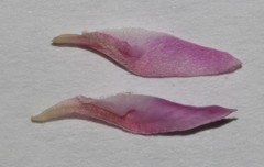 Indigofera hannariae