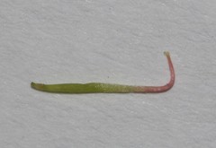 Indigofera hannariae