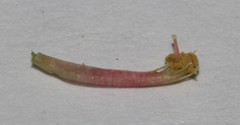 Indigofera hannariae