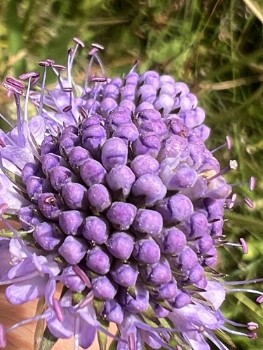 Devil's-bit Scabious