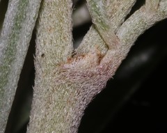 Indigofera hannariae