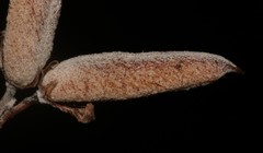 Indigofera hannariae