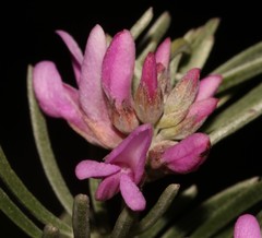 Indigofera hannariae