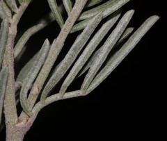 Indigofera hannariae