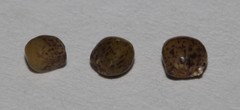 Indigofera hannariae