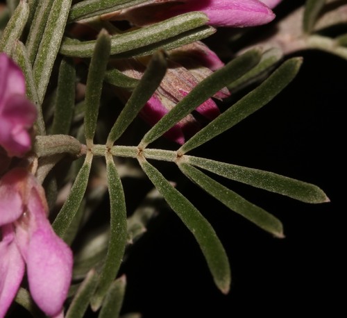 Image of Indigofera hannariae by (c) Brian du Preez, some rights reserved (CC BY-SA)