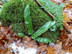 Asplenium scolopendrium americanum