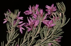 Indigofera hannariae