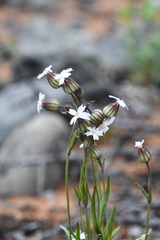 Silene involucrata