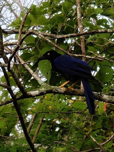 Purplish-backed Jay (Cyanocorax beecheii), photo 9
