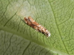 Eschatotypa derogatella