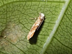 Eschatotypa derogatella