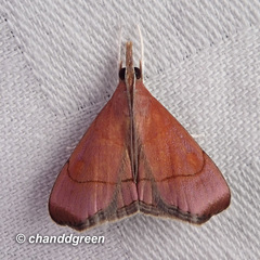 Hemiscopis sanguinea
