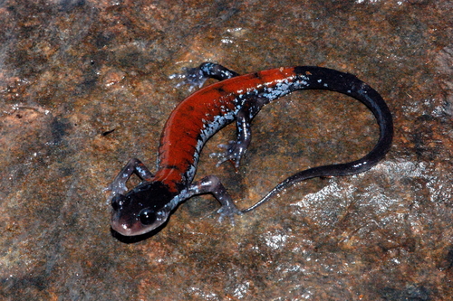 Yonahlossee Salamander