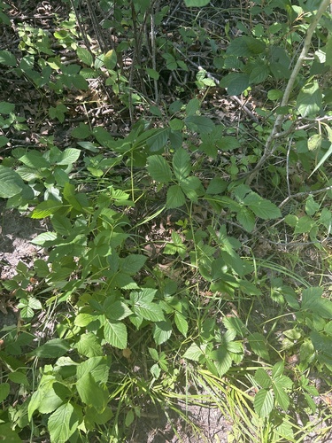 Big Horseshoe Lake bristleberry (Rubus stipulatus)