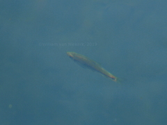 Enteromius lineomaculatus