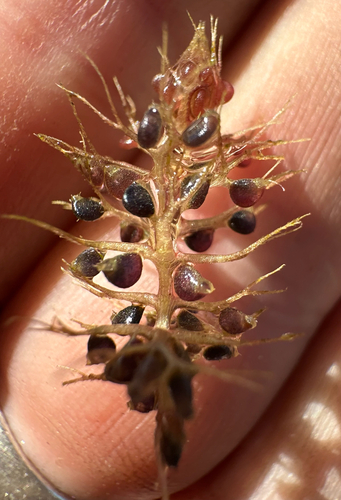 Pool Bladderwort (Utricularia raynalii)