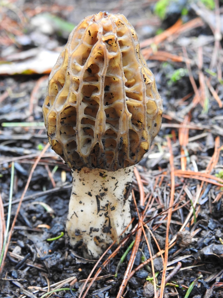 Black Morels from Amanalco, Méx., México on October 17, 2019 at 1224