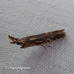 Pseudodavara haemaphoralis