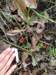 Heimiomyces fulvipes