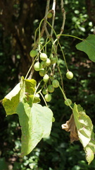 Jatropha curcas