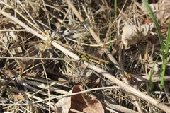 Trigomphus nigripes