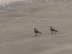 Leucophaeus modestus