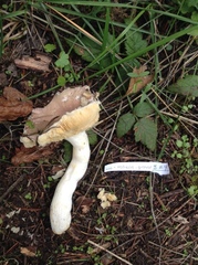 Russula occidentalis