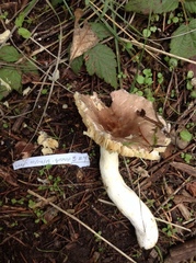 Russula occidentalis