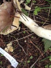 Russula occidentalis