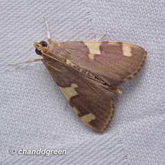 Rehimena phrynealis