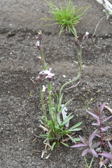 Silene taimyrensis