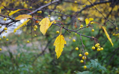 Malus toringo iNat (2)