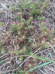 Acalypha radians