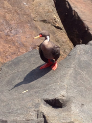 Poikilocarbo gaimardi